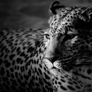 black_and_white_leopard_wallpaper_3392-1366x768.jpg