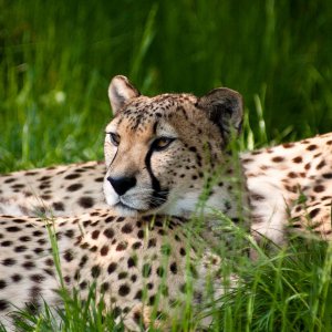 cheetah-beauty.jpg