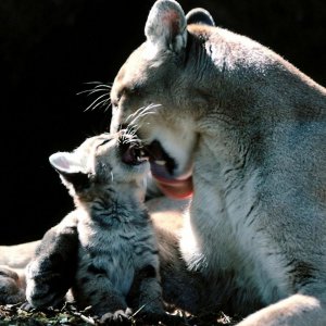 cougar-and-cub-desktop-wallpaper-1920x1080.jpg