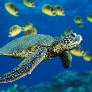 Green Sea Turtle.jpg