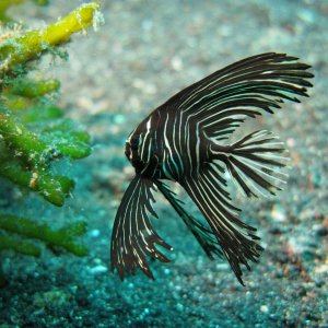 Juvenile_Zebra_Batfish.jpg