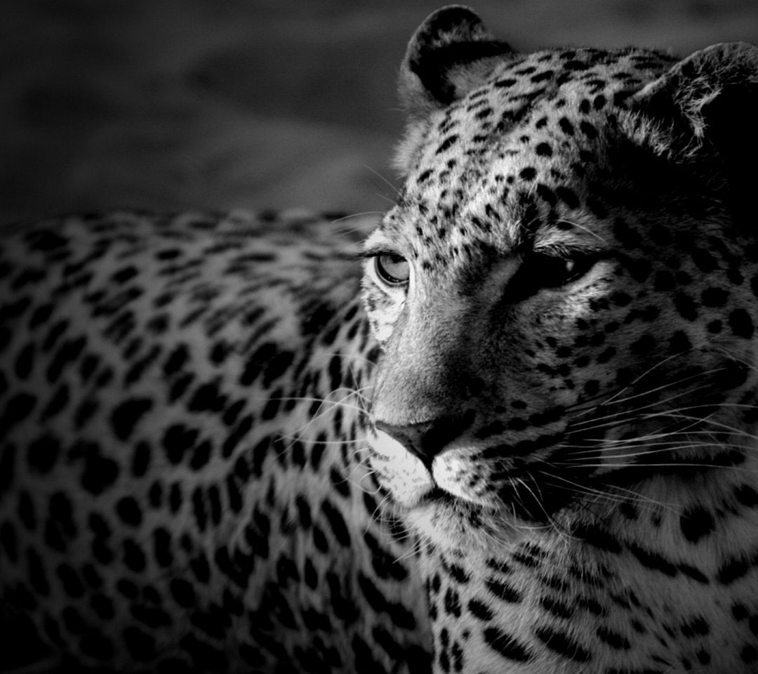 black_and_white_leopard_wallpaper_3392-1366x768.jpg