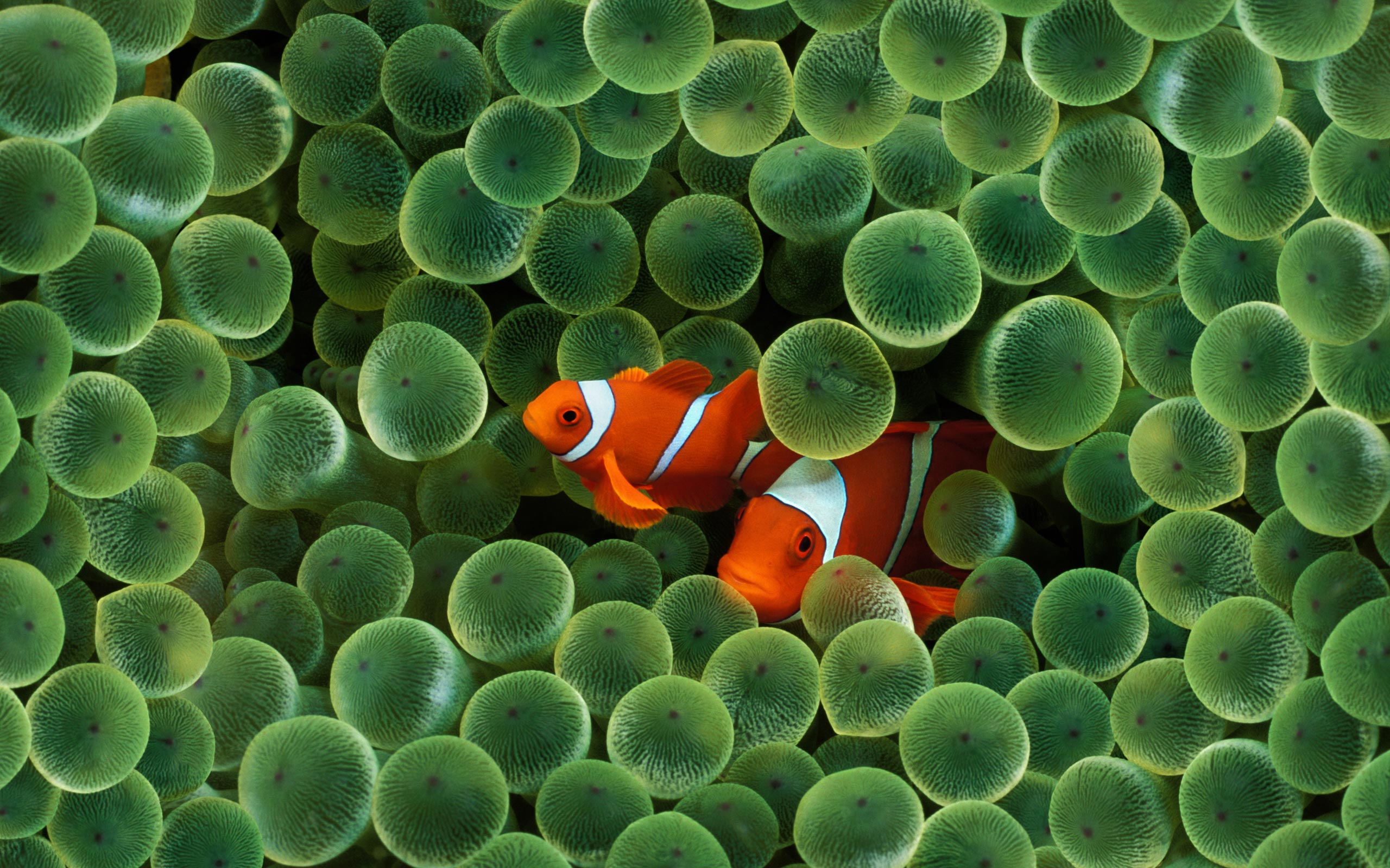 Clown Fish.jpg