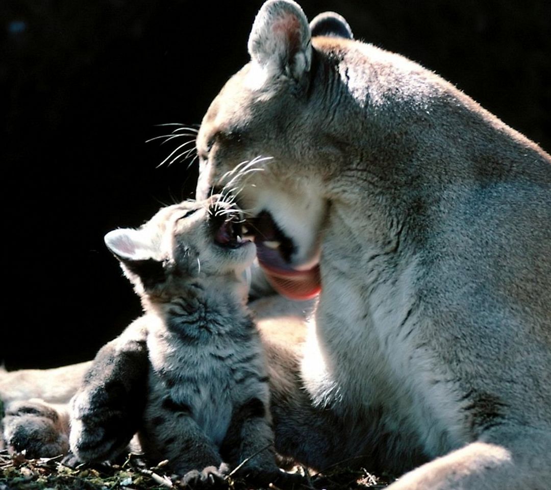 cougar-and-cub-desktop-wallpaper-1920x1080.jpg