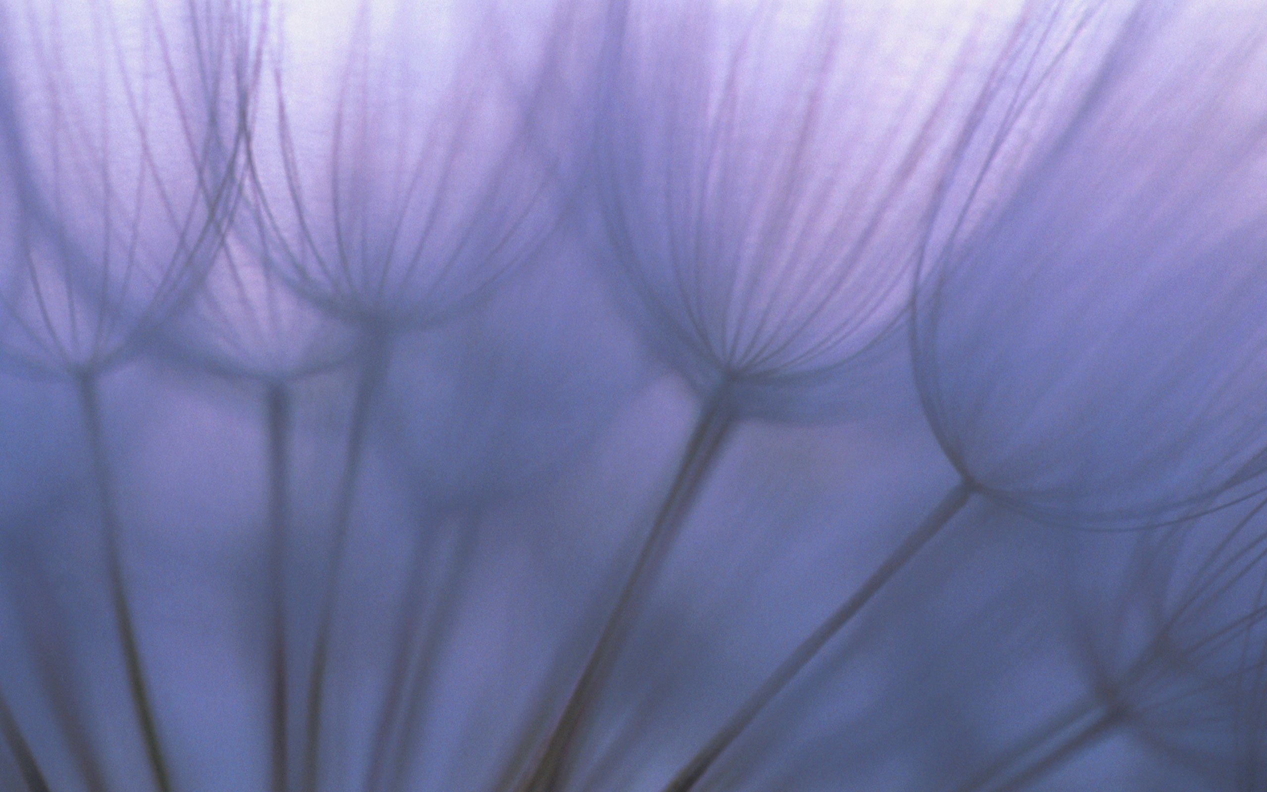 Dandelion Seeds.jpg