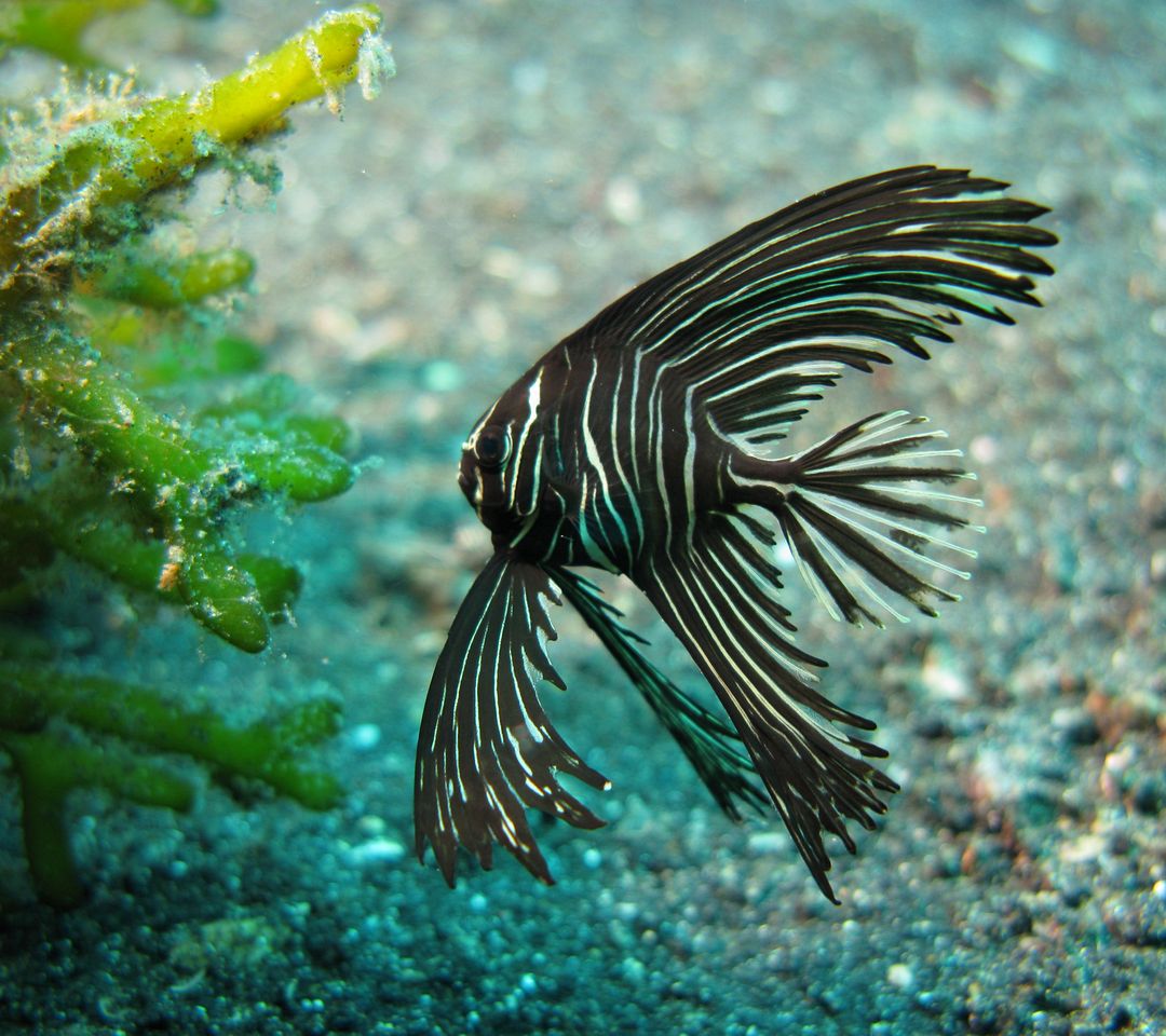 Juvenile_Zebra_Batfish.jpg