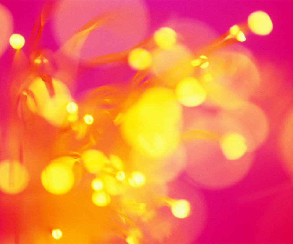 wallpaper_flower.jpg