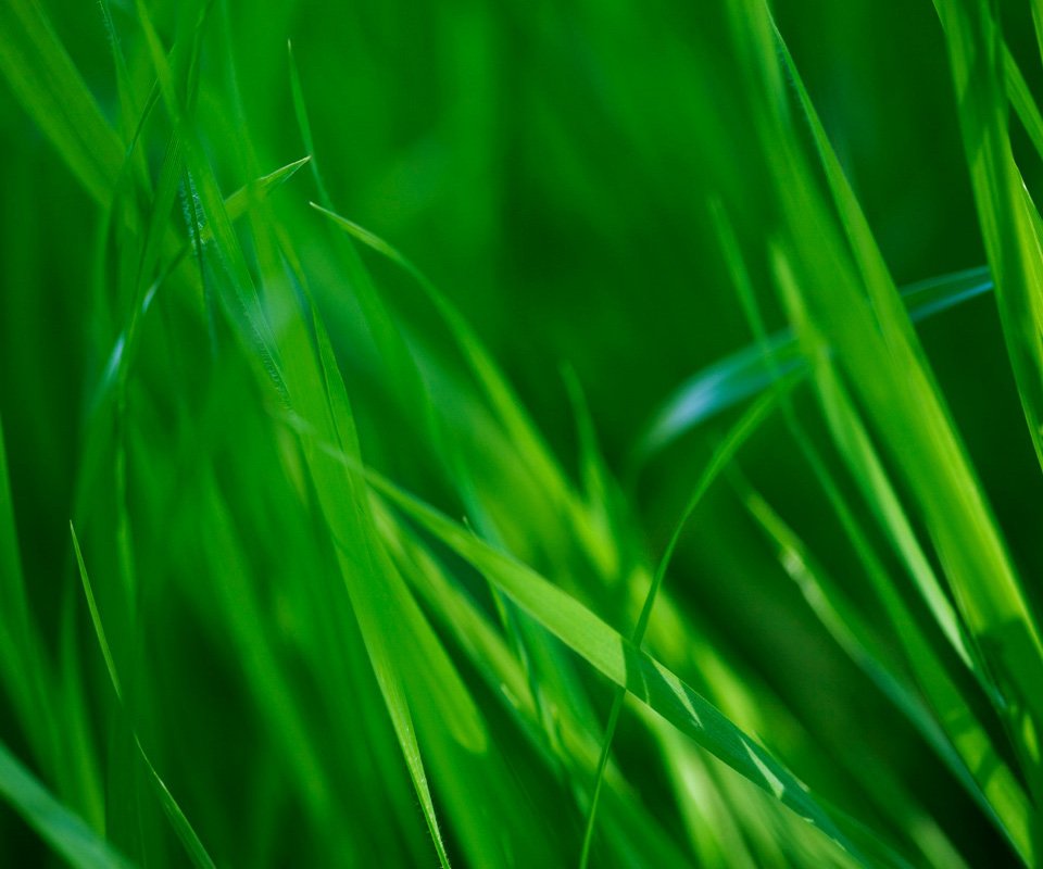 wallpaper_grass.jpg